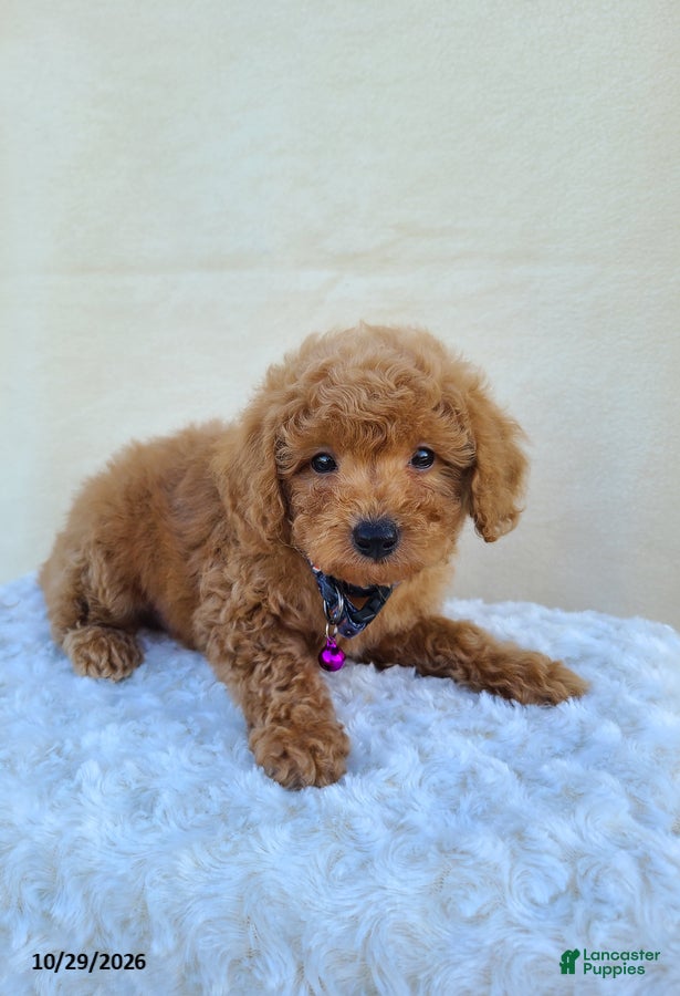 Miniature Poodle dogs for sale: Gary - Ad 1