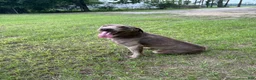Labrador Retriever dogs for sale: Labrador Retriever 1 - Ad 7