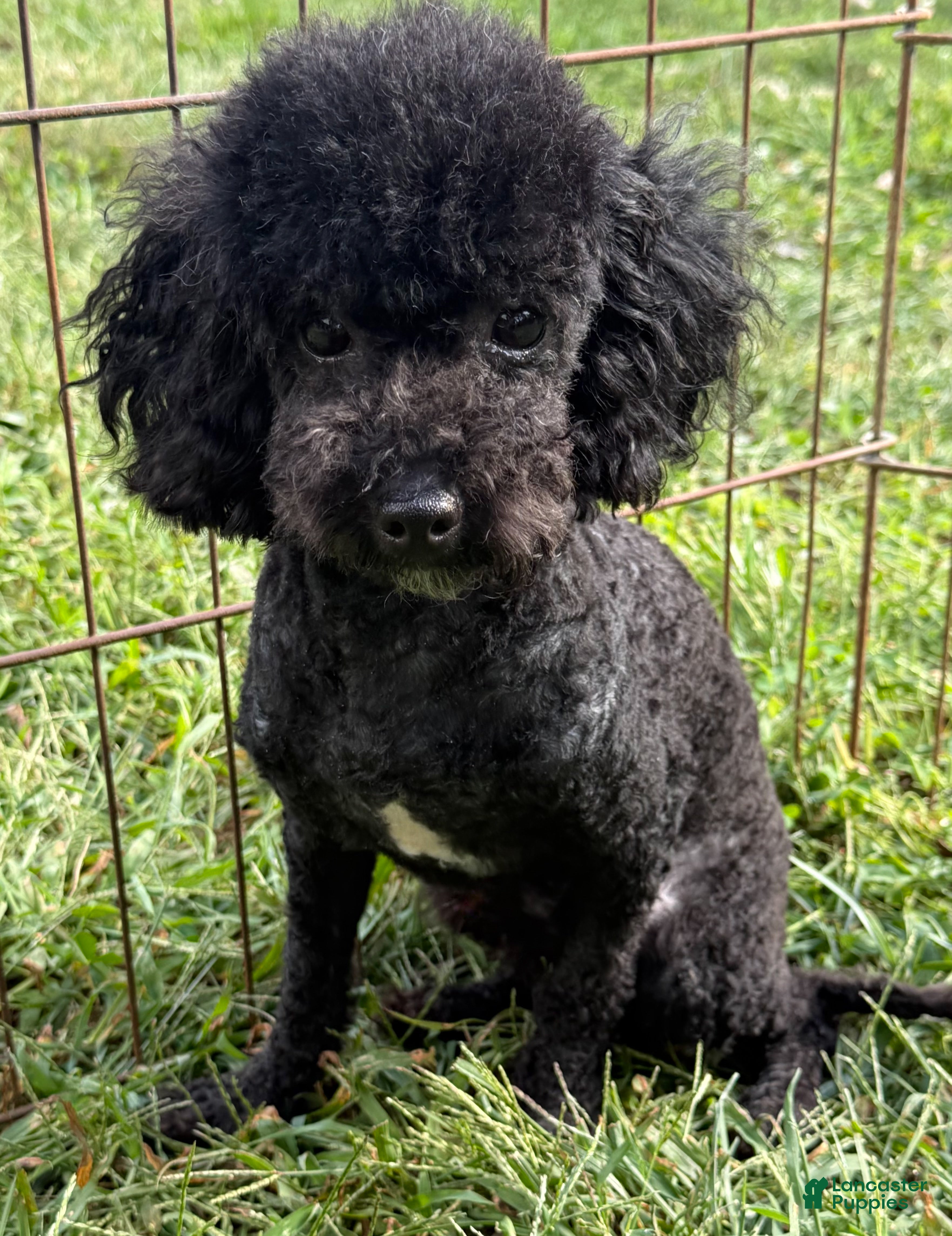 Toy Poodle dogs Jesse  - Ad 2