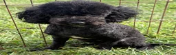 Toy Poodle dogs for sale: Jesse  - Ad 2
