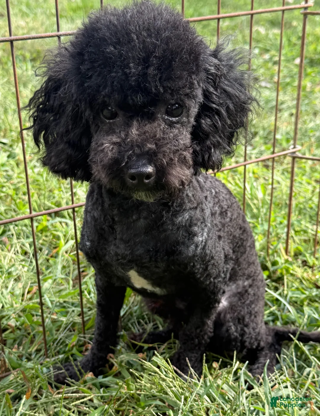 Toy Poodle dogs for sale: Jesse  - Ad 2