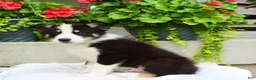 Mixed Breed dogs for sale: Lewy  - Ad 4