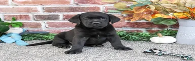 Onyx