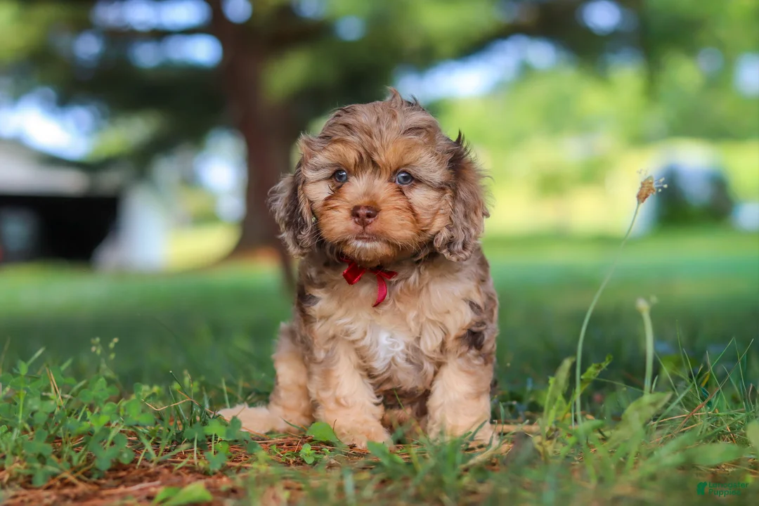 Cavapoo dogs for sale: Chico - Ad 1