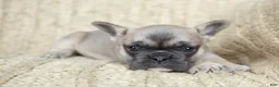 French Bulldog dogs for sale: Penny AKC - Ad 20