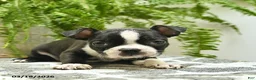Boston Terrier dogs for sale: Cheif  - Ad 2