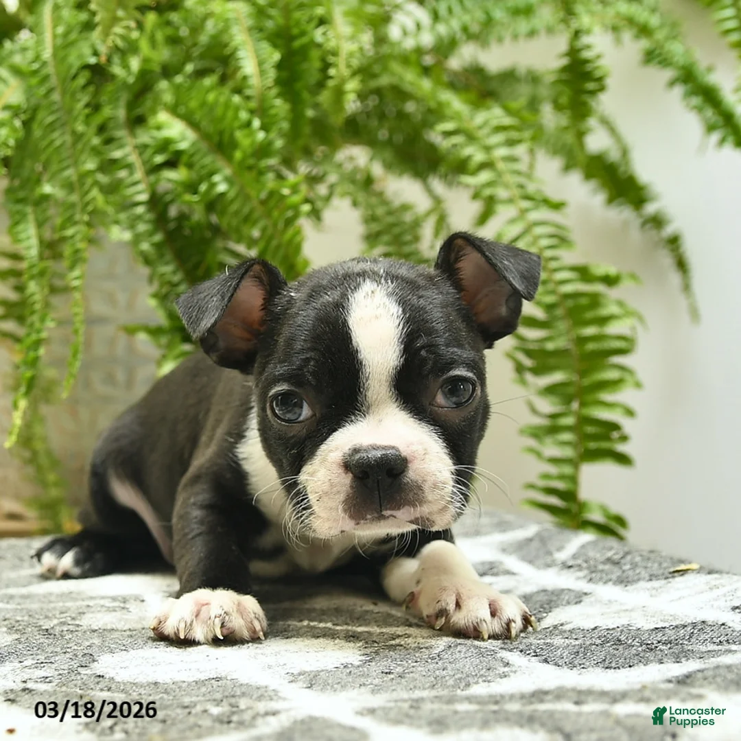 Boston Terrier dogs for sale: Cheif  - Ad 2