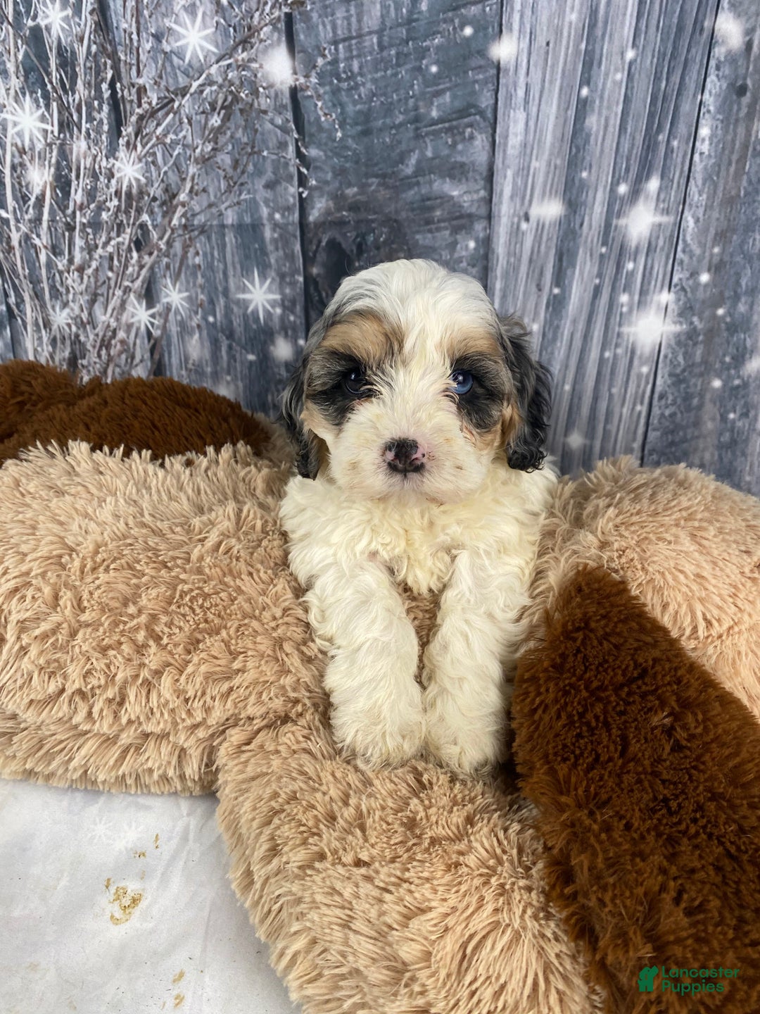 Cavapoo dogs for sale: Julie - Ad 3