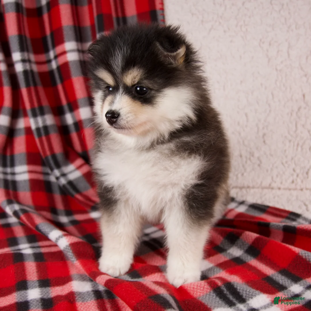 Pomsky dogs for sale: Jasper - Ad 5