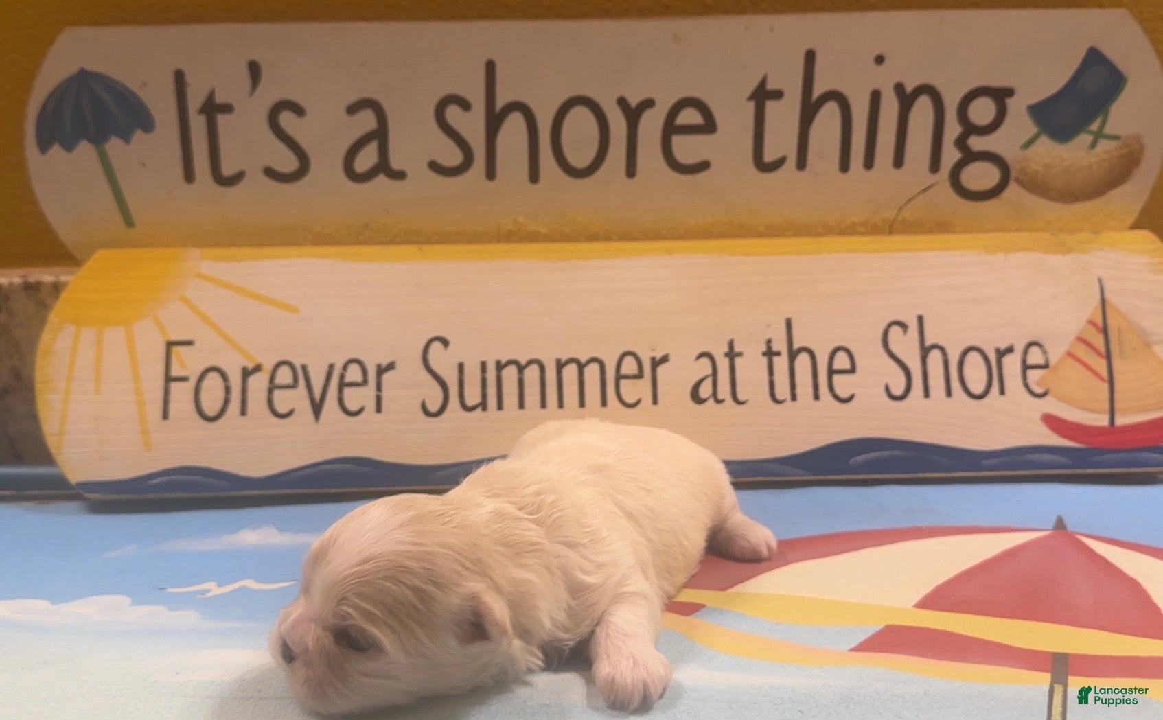 Shih Tzu dogs Shih Tzu 1 - Ad 1