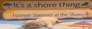 Shih Tzu 1