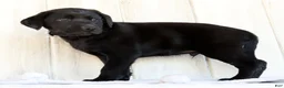 Labrador Retriever dogs for sale: Ricky - Ad 9