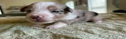 Mixed Breed dogs for sale: Leo - Ad 5