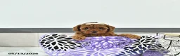 Toy Poodle dogs for sale: Holly     EXTRA SMALL - Ad 4