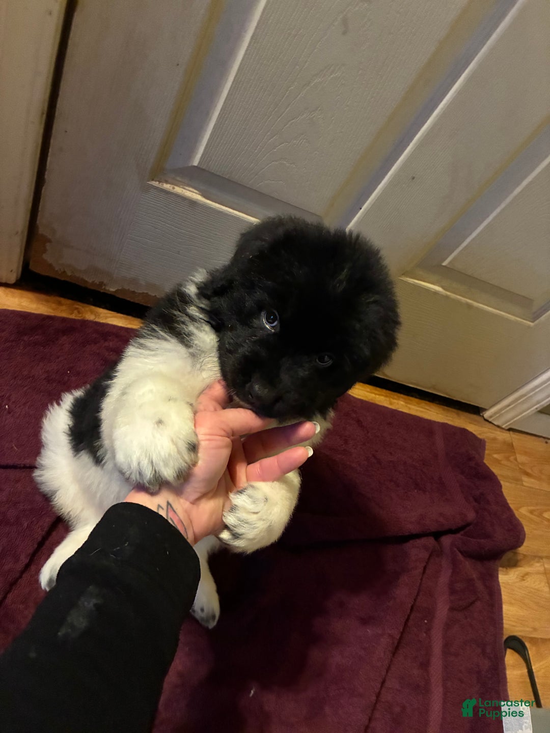 Newfoundland dogs for sale: Newfoundland Puppy 3 - Ad 6