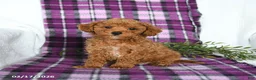 Miniature Poodle dogs for sale: Biscuit  - Ad 1