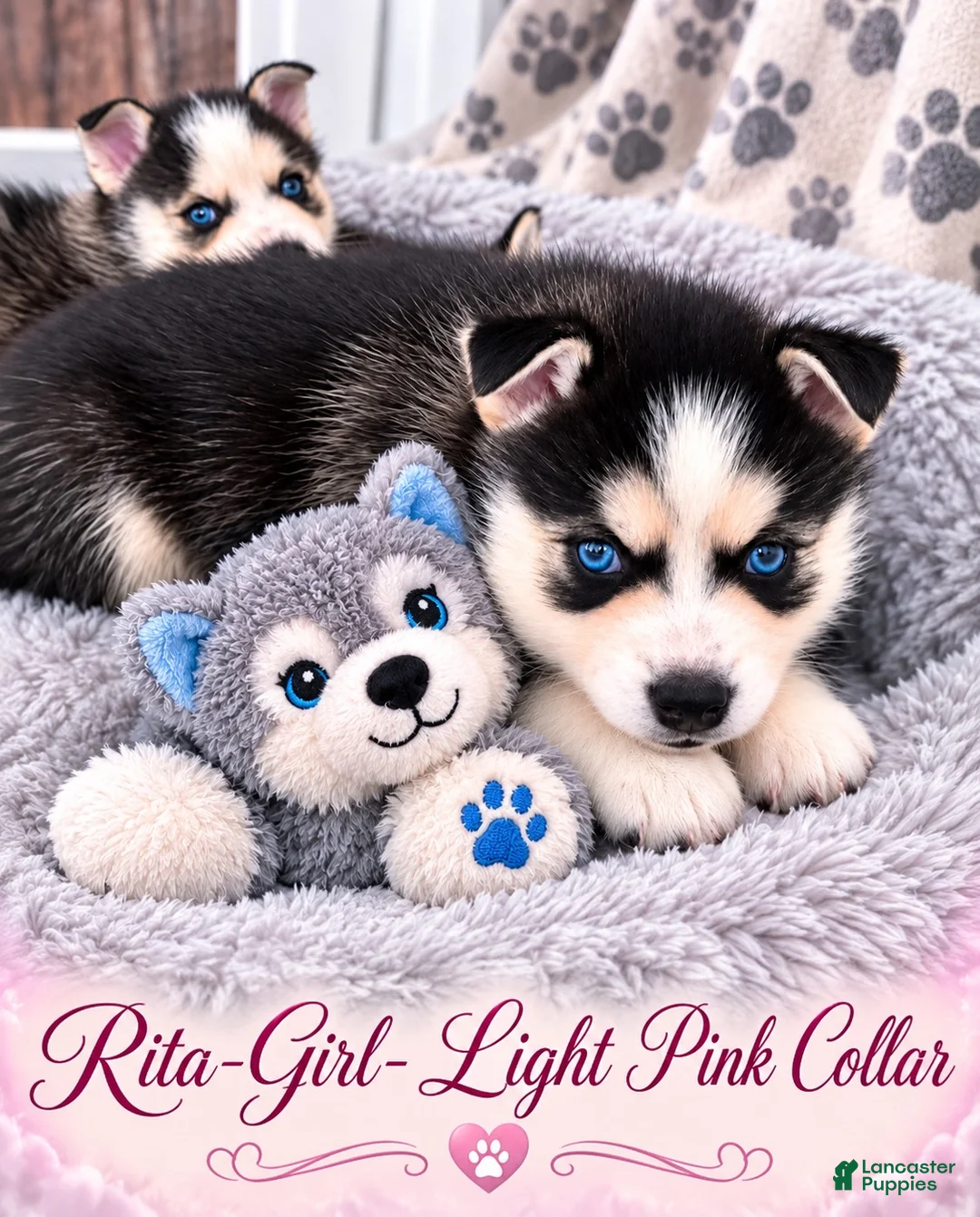 Pomsky dogs for sale: Rita- Light Pink collar - Ad 1