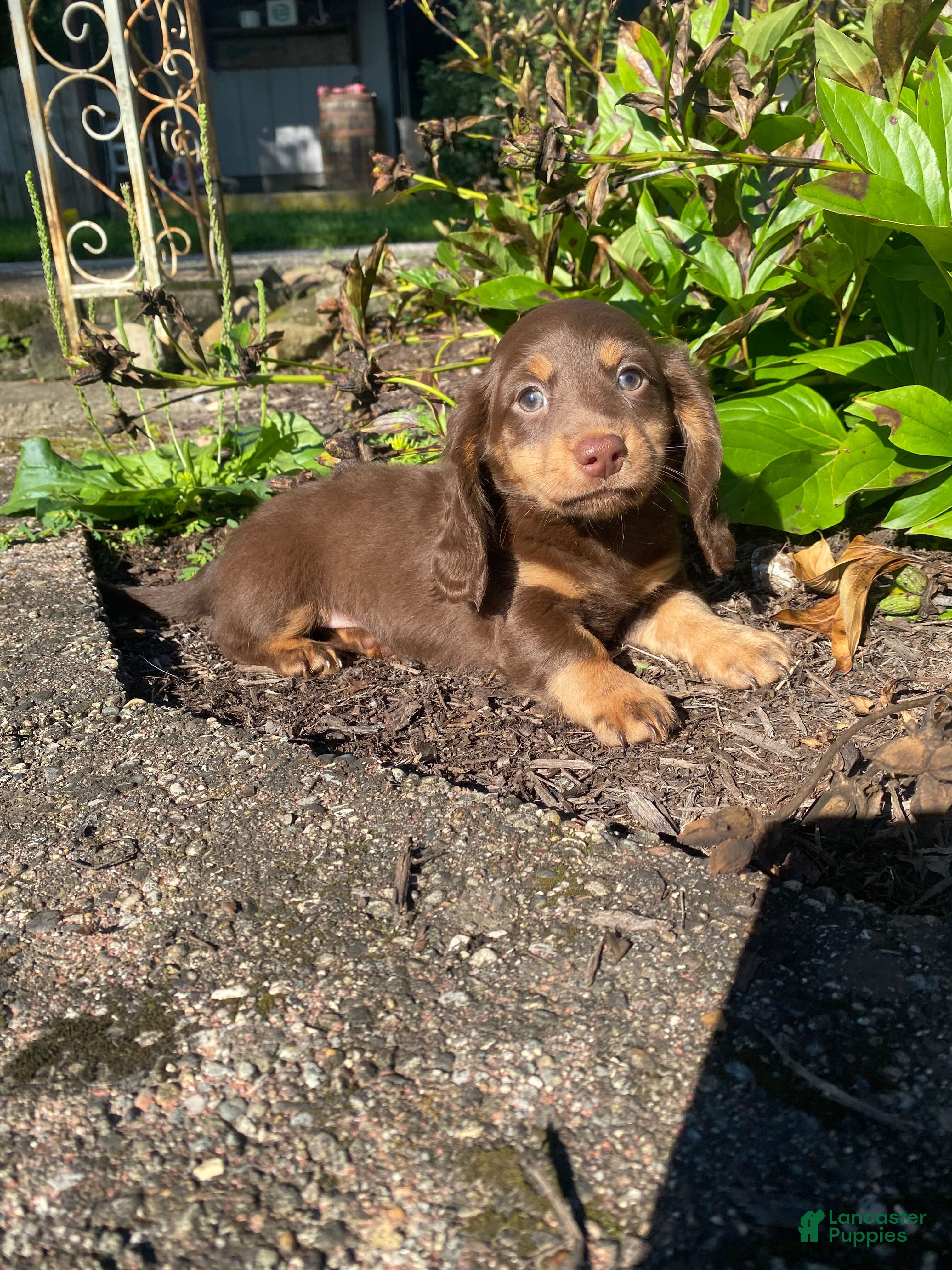Miniature Dachshund dogs Skye - Ad 1
