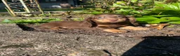 Miniature Dachshund dogs for sale: Skye - Ad 1
