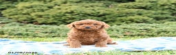 Mini Goldendoodle dogs for sale: Sammy - Ad 3