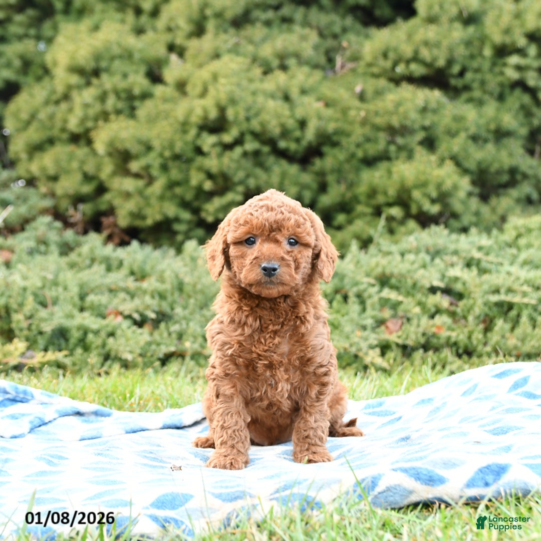 Mini Goldendoodle dogs for sale: Sammy - Ad 3
