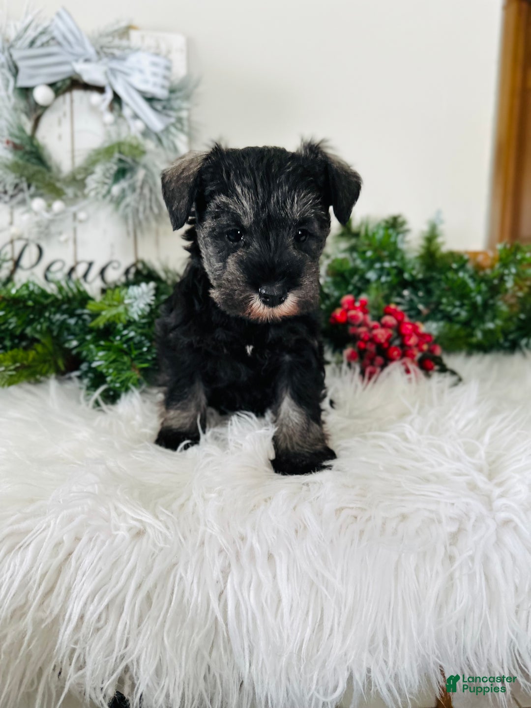 Miniature Schnauzer dogs for sale: Izzy - Ad 8