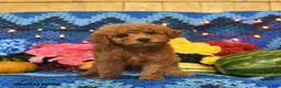 Mini Goldendoodle dogs for sale: Curly Que - Ad 3