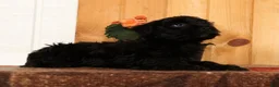 Yorkiepoo dogs for sale: Milo - Ad 9