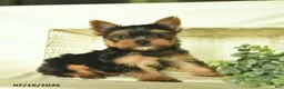 Yorkshire Terrier dogs for sale: Lasso  - Ad 4
