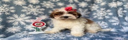 Maltipoo dogs for sale: Joy - Ad 2