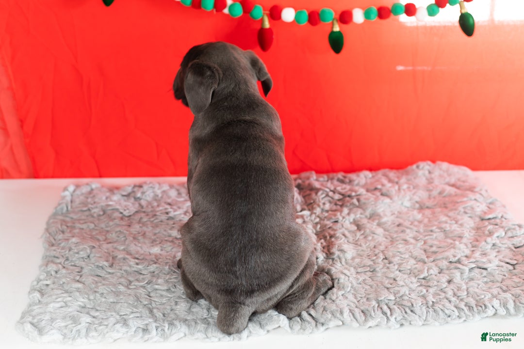 Cane Corso dogs for sale: Theo - Ad 5