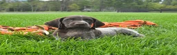 German Shorthaired Pointer dogs for sale: Serge  - Ad 3