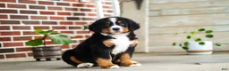 Bernese Mountain Dog dogs for sale: Caleb - Ad 7