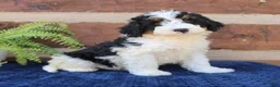 Mini Bernedoodle dogs for sale: Rambo  - Ad 4