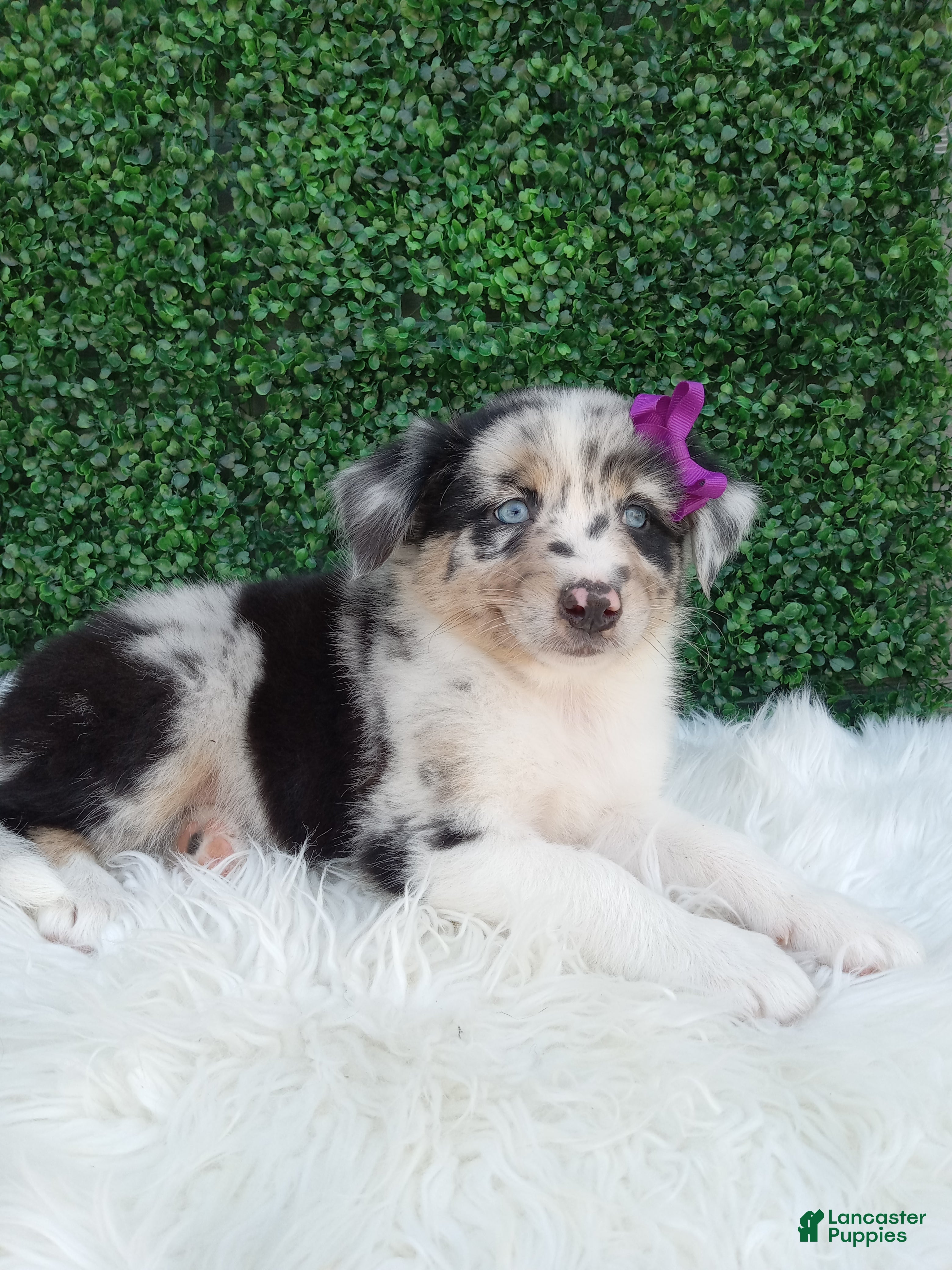 Australian Shepherd dogs Flicka - Ad 1