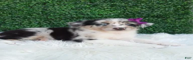 Flicka