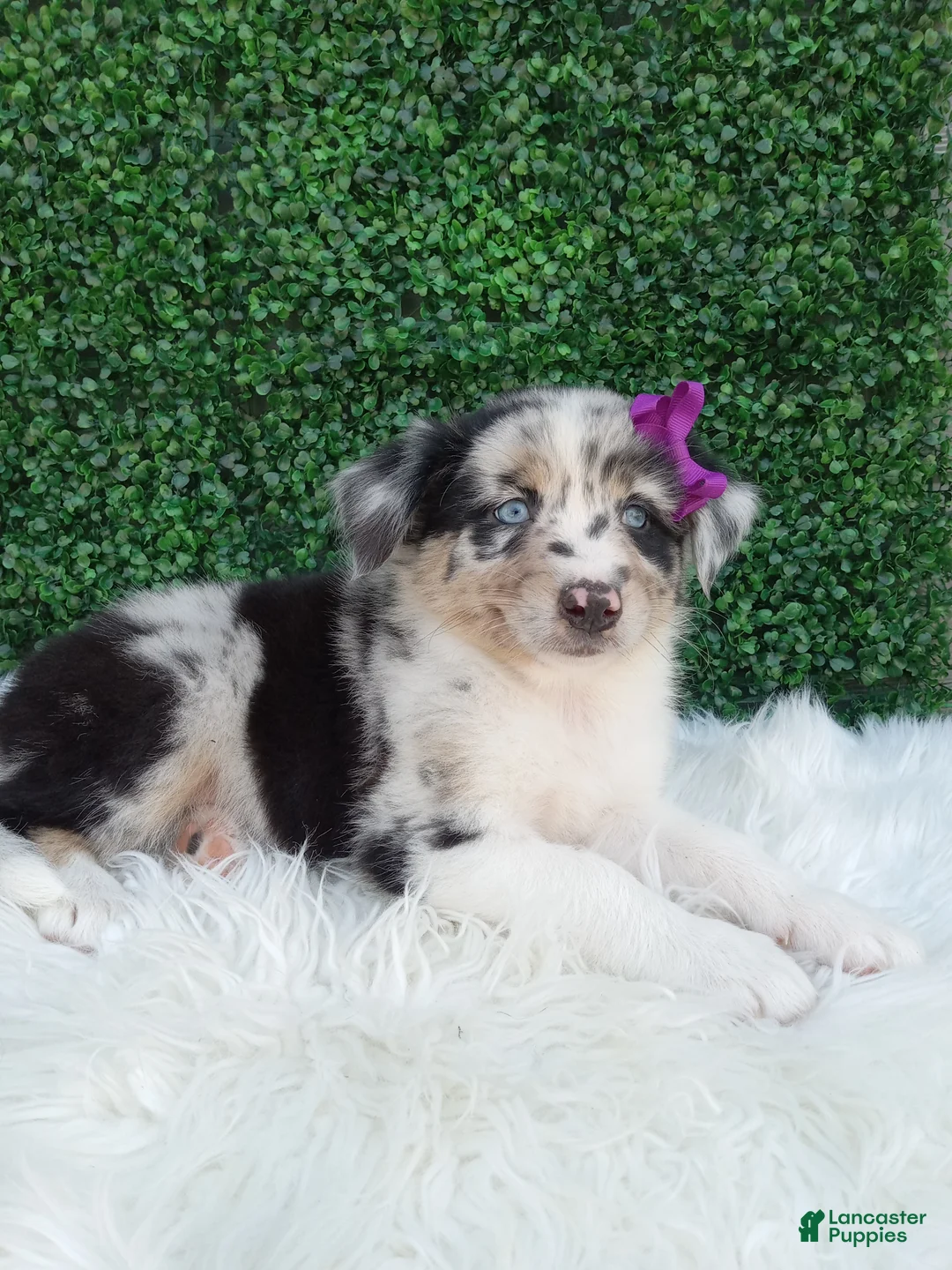 Australian Shepherd dogs for sale: Flicka - Ad 1