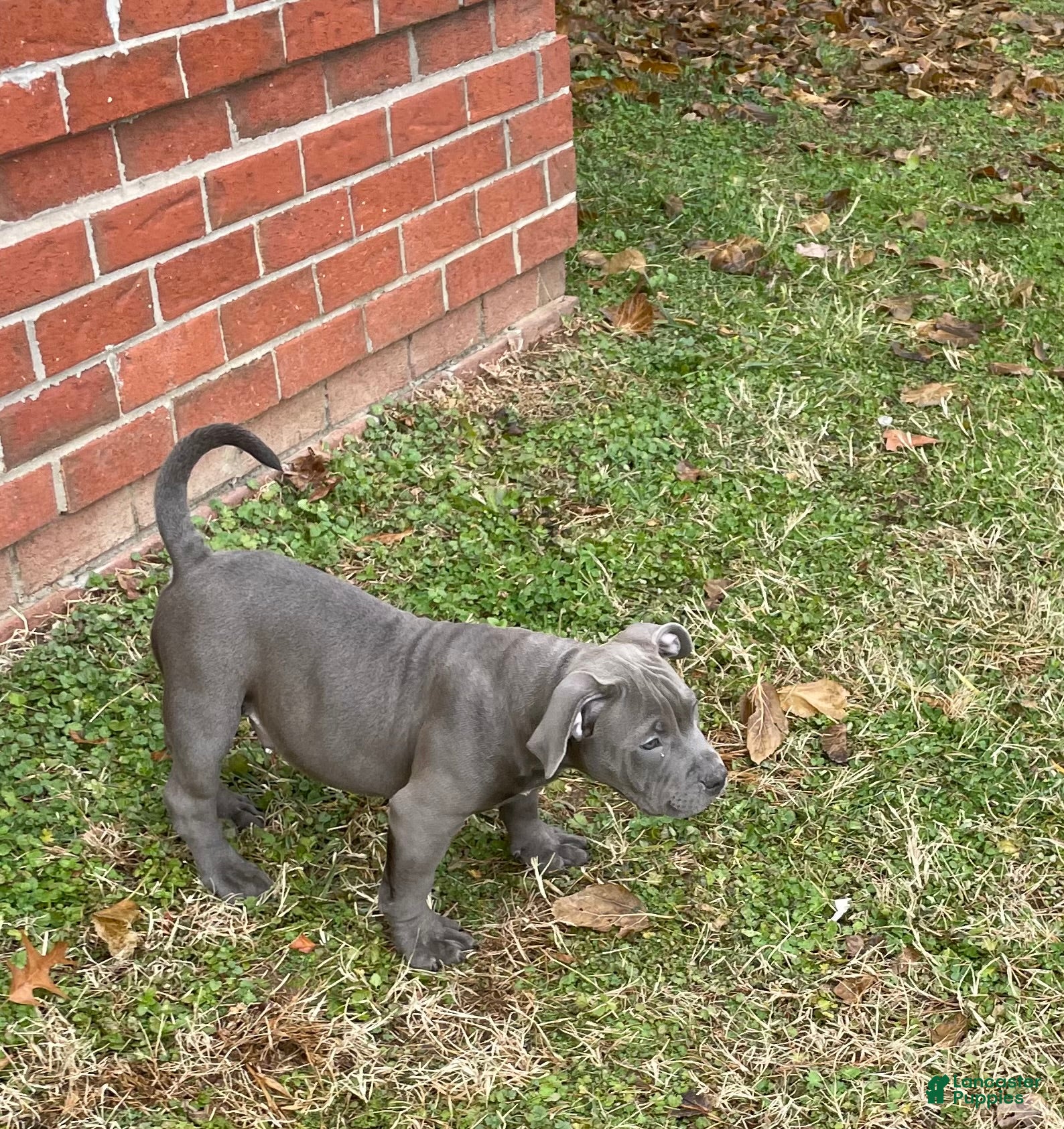 American Bully dogs Rocko - Ad 2
