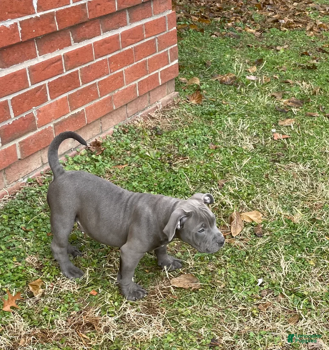 American Bully dogs for sale: Rocko - Ad 13