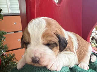 Saint Berdoodles dogs Banjo - Ad 1