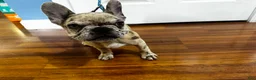 French Bulldog dogs for sale: Armani aka chubs - Ad 13