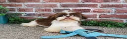 Shih Tzu dogs for sale: Andre - Ad 5