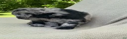 Mixed Breed dogs for sale: Churro - Ad 7