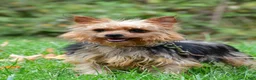 Yorkshire Terrier dogs for sale: Trevor - Ad 6