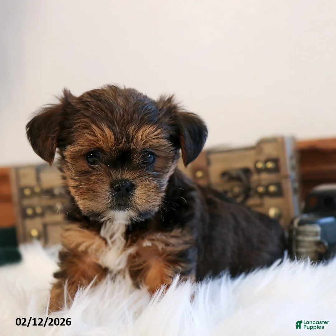 Shorkie dogs for sale: Buck  - Ad 1