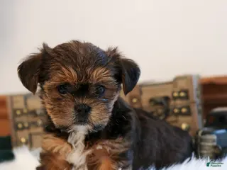 Shorkie dogs Buck - Ad 11