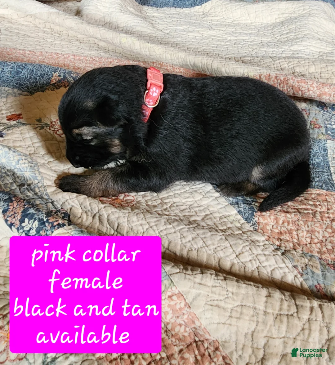 German Shepherd dogs for sale: Pink collar - Ad 1