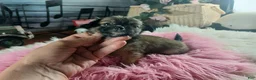 Chihuahua dogs for sale: Micro teacup chihuahua long hair. Hand Delivery  - Ad 5