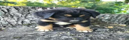 Mixed Breed dogs for sale: Oliver  - Ad 4