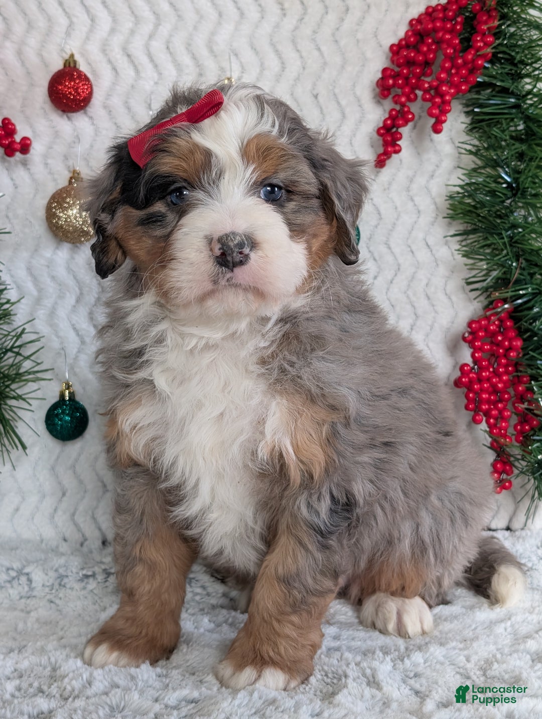 Mini Bernedoodle dogs for sale: Mini Hayes - Ad 8